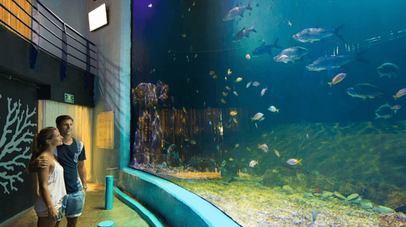 Visit the Interactive Aquarium