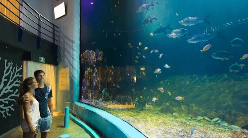 Visit the Interactive Aquarium