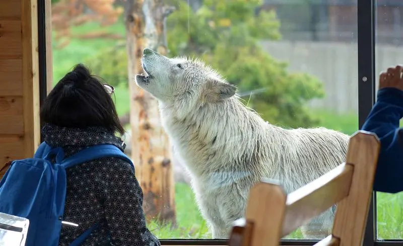 Visit the Grizzly & Wolf Discovery Center