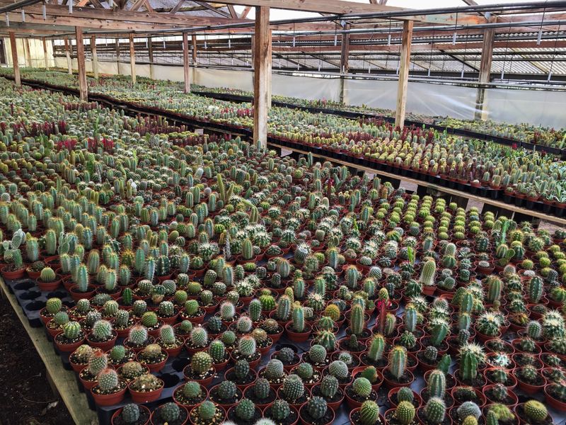 Shop for Air Plants at Florida Cactus Inc.