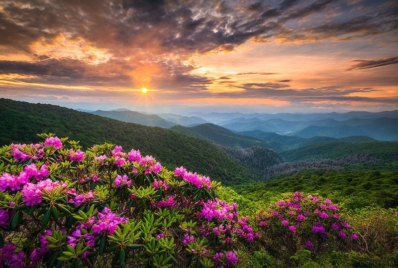 Asheville, NC – Rhododendrons in the Blue Ridge Parkway