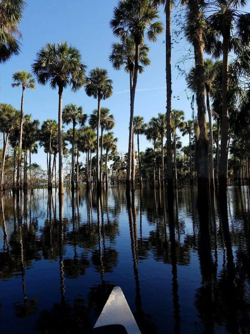 Sabal Palms Rising Near Lake Virginia