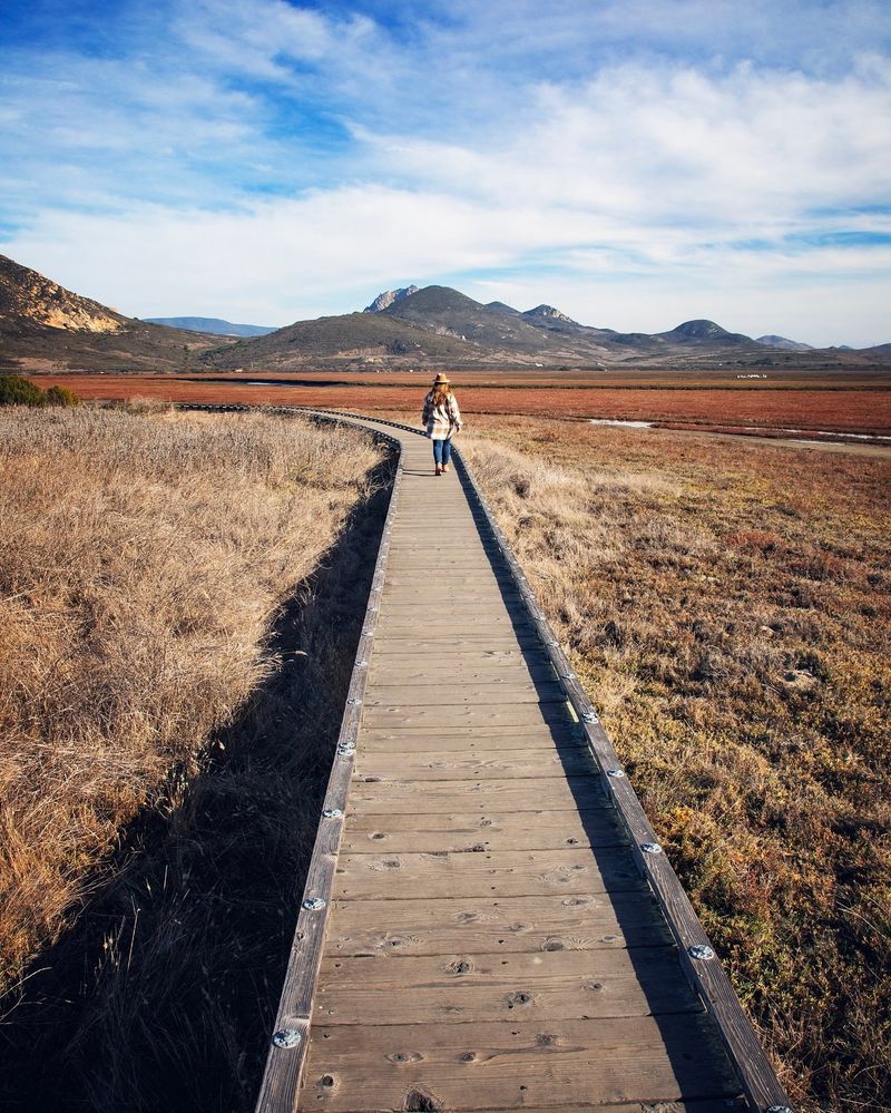 Wild Blooms Along the Boardwalk in the Estuary