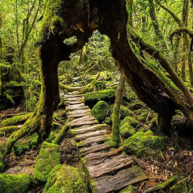 Yakushima Island, Japan