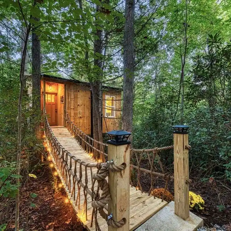 Loblolly Pines in the Carolinas