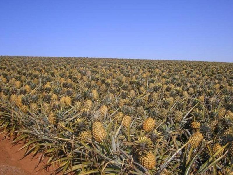 Pineapple Plants in Educational Farms and Community Plots