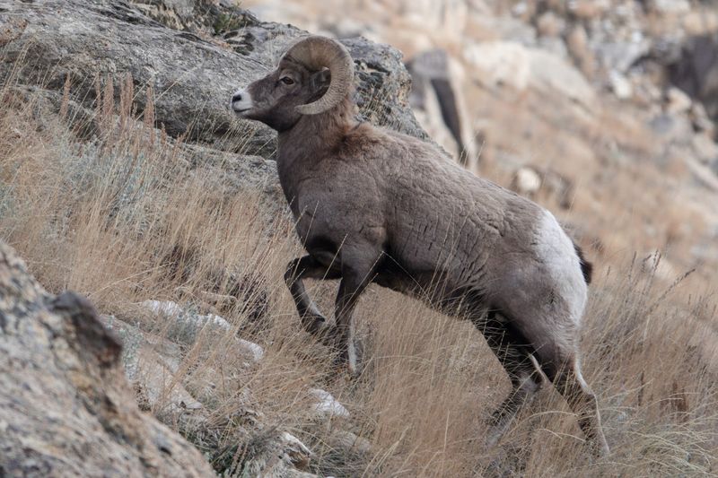 Big Horn Sheep Viewing