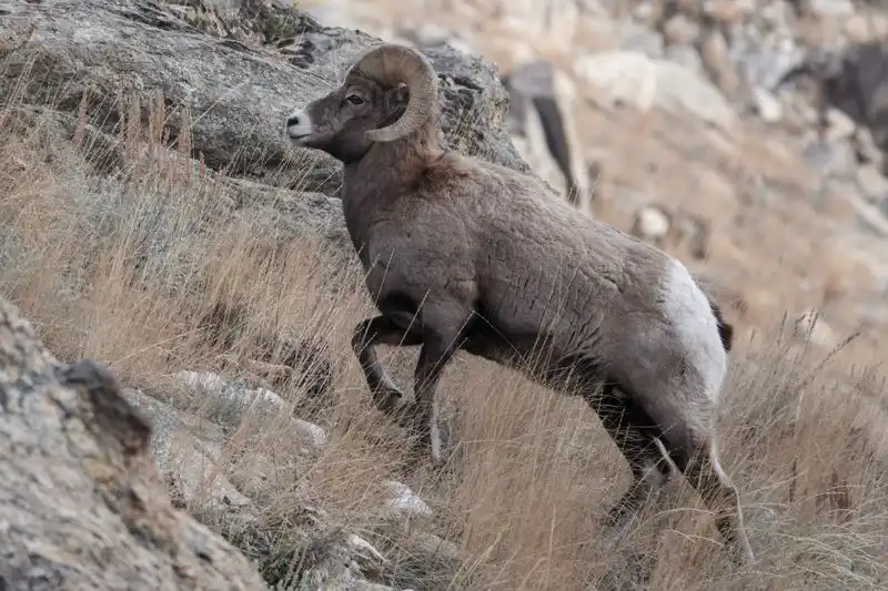 Big Horn Sheep Viewing