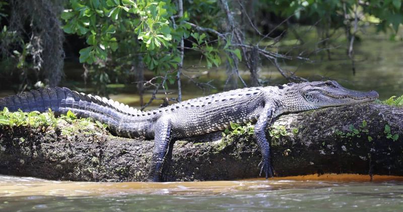 Louisiana Swamp Tours by Cajun Man (Houma)