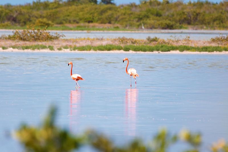 Flamingos in the Wild