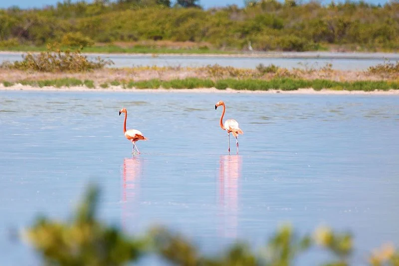 Flamingos in the Wild