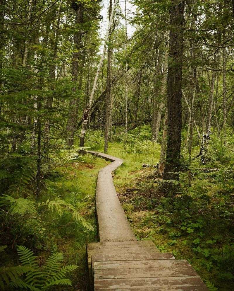 Northern White Cedars in Nearby Forests
