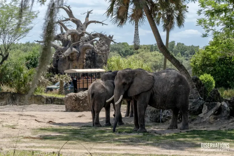 Caring for Giants (Animal Kingdom)