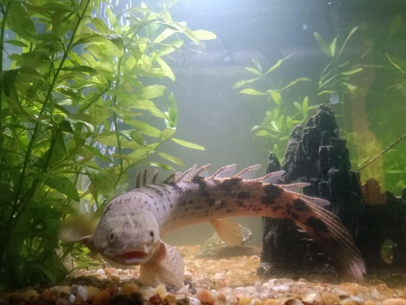 Historical Fish Collection