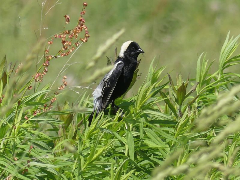 Wetland Trails – Cattails, Sedges, and River Views