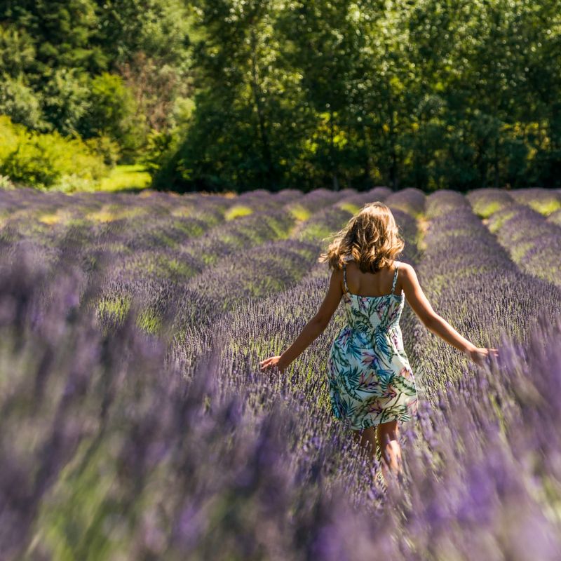 San Juan Island – Lavender Fields and Wildlife Gardens