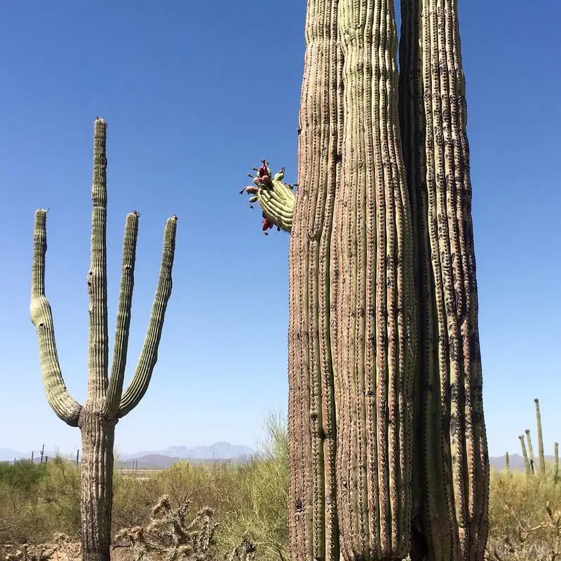 Saguaro Cactus: Towering Icons of the Sonoran Desert