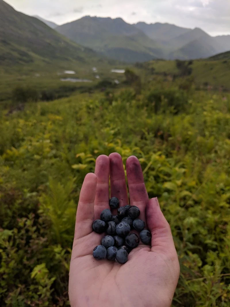 Wild Berries and Subsistence Gathering Culture