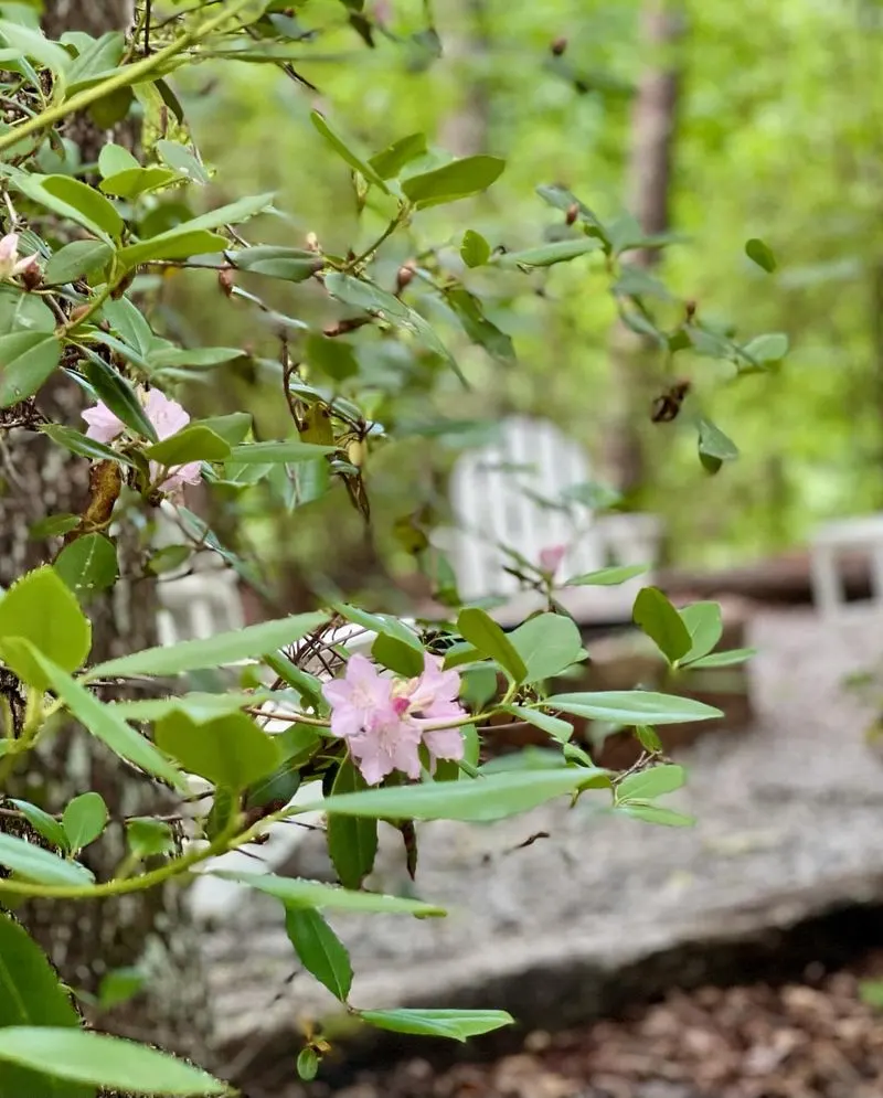 Mountain Laurel Lining the Streams