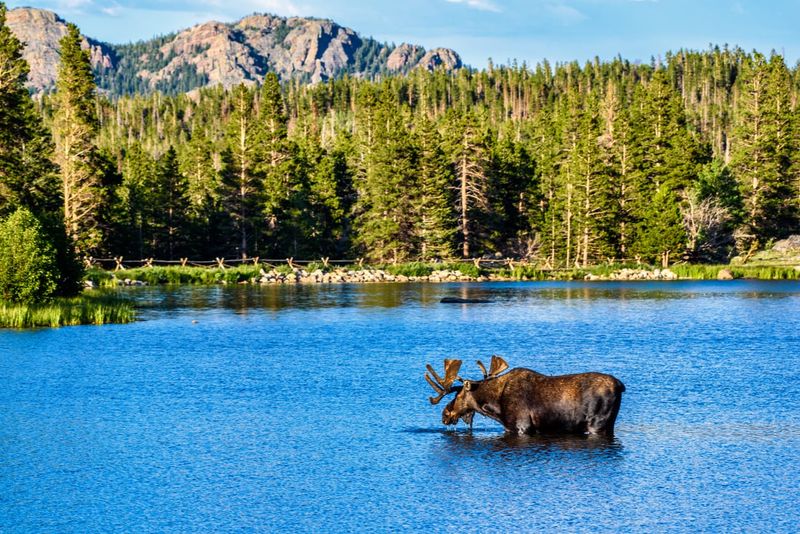 The Unique Wildlife of Rocky Mountain National Park