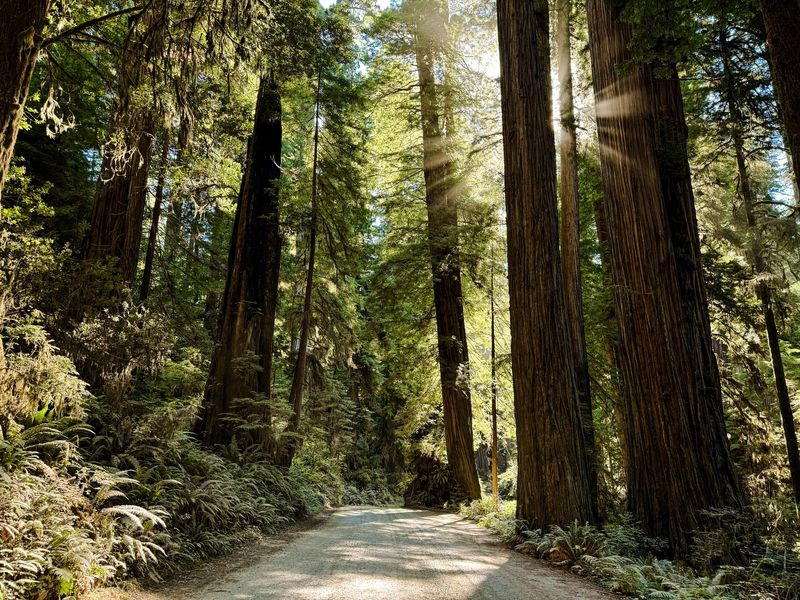 Redwood National and State Parks, California – Giant Trees and Easy Boardwalks