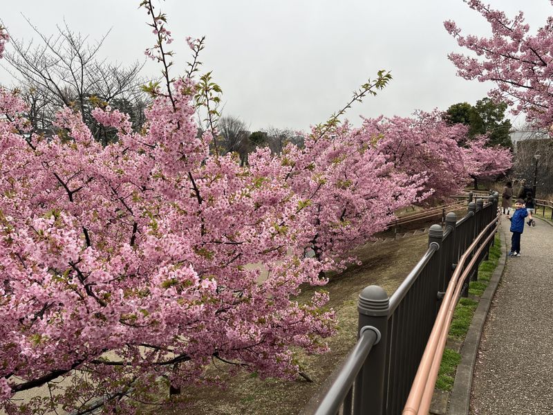 Plum Blossoms (Ume) – Respect the Early Bloomers