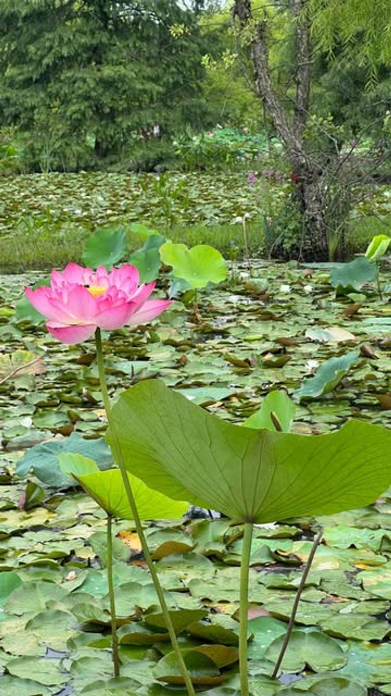 Bonus: Kenilworth Park & Aquatic Gardens – A Floral Delight