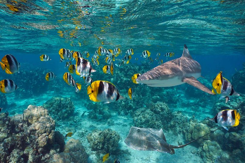 Moorea, French Polynesia