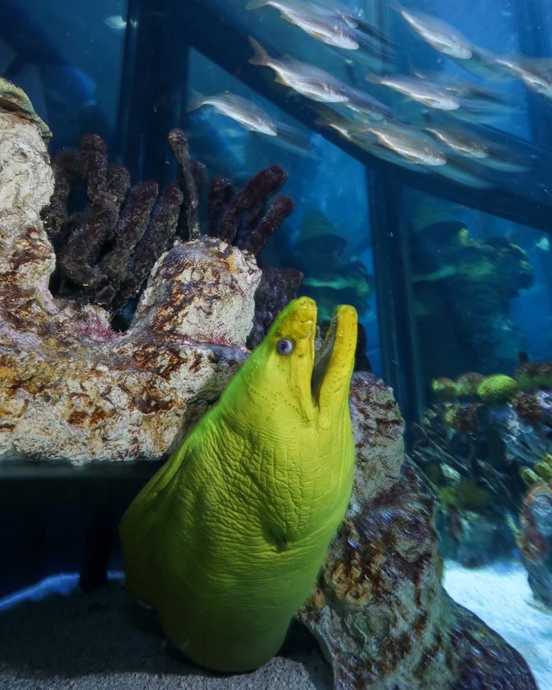 New England Aquarium
