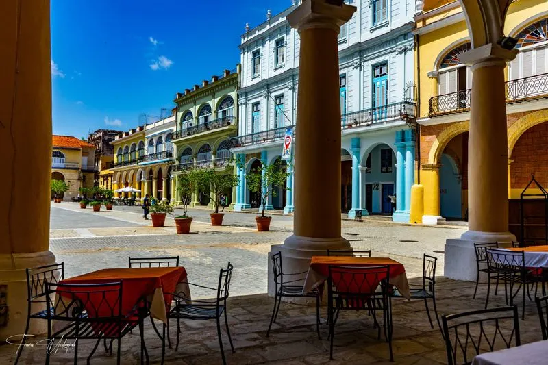 Cuban Tobacco Plant Displays in Cultural Museums