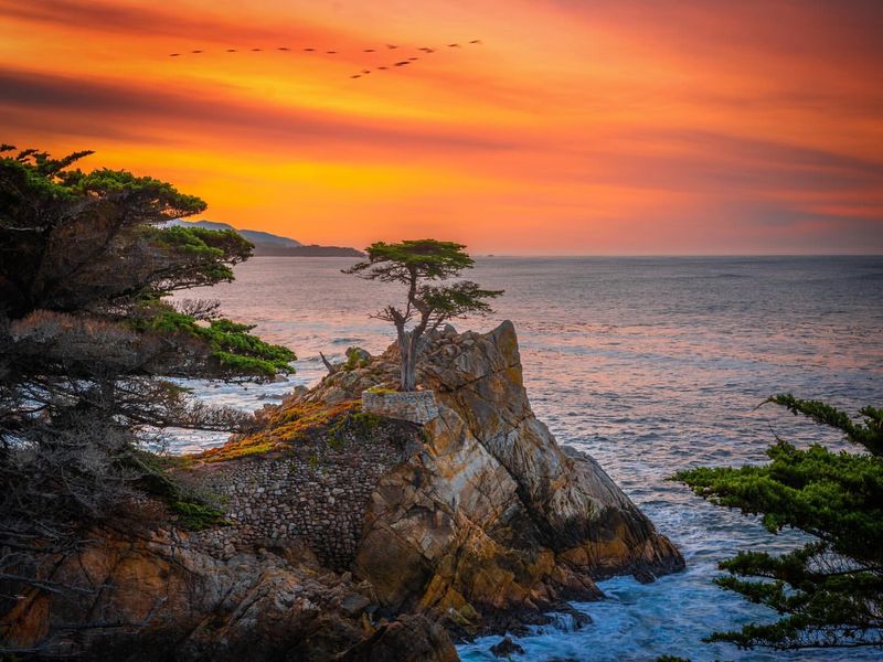 Cypress Windbreaks Above the Shoreline