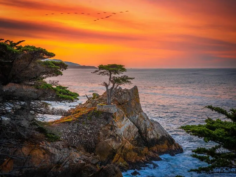 Cypress Windbreaks Above the Shoreline