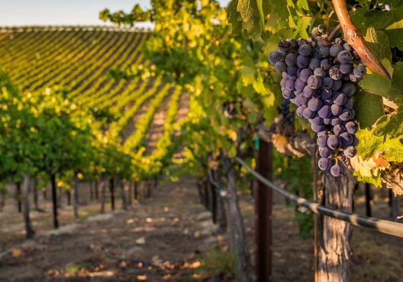 Grape Vines That Feel Right at Home