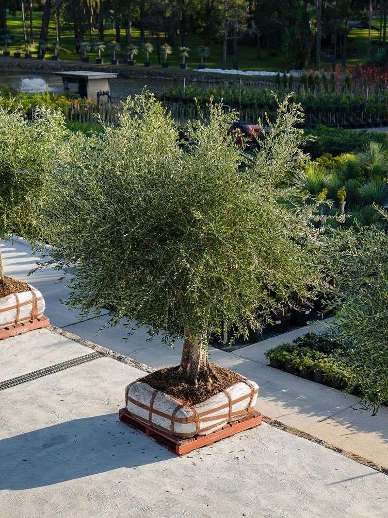 Olive Trees in Historic Courtyards