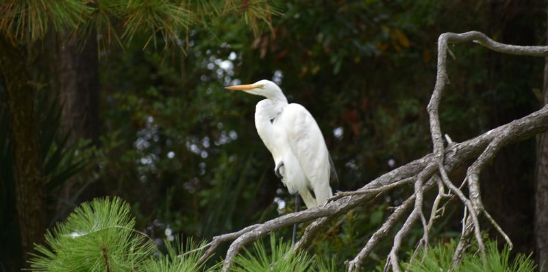 Wildlife and Bird Watching