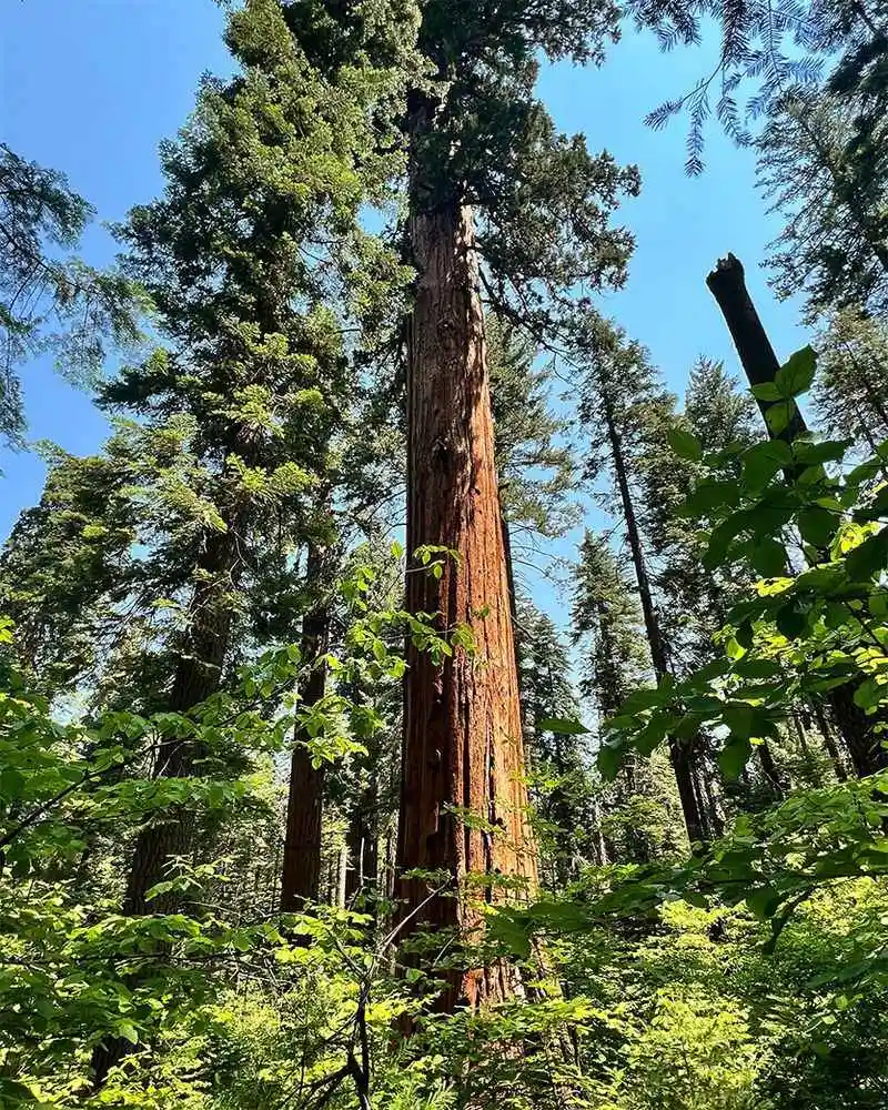 Fireweed on Burn Scars and Open Slopes