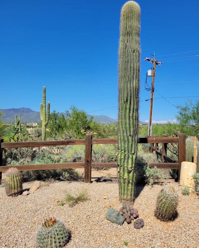 Organ Pipe Cactus in Specialty Gardens