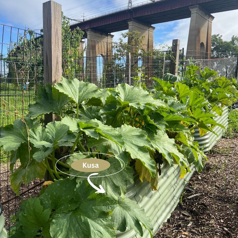 Randall’s Island Native Plant Garden