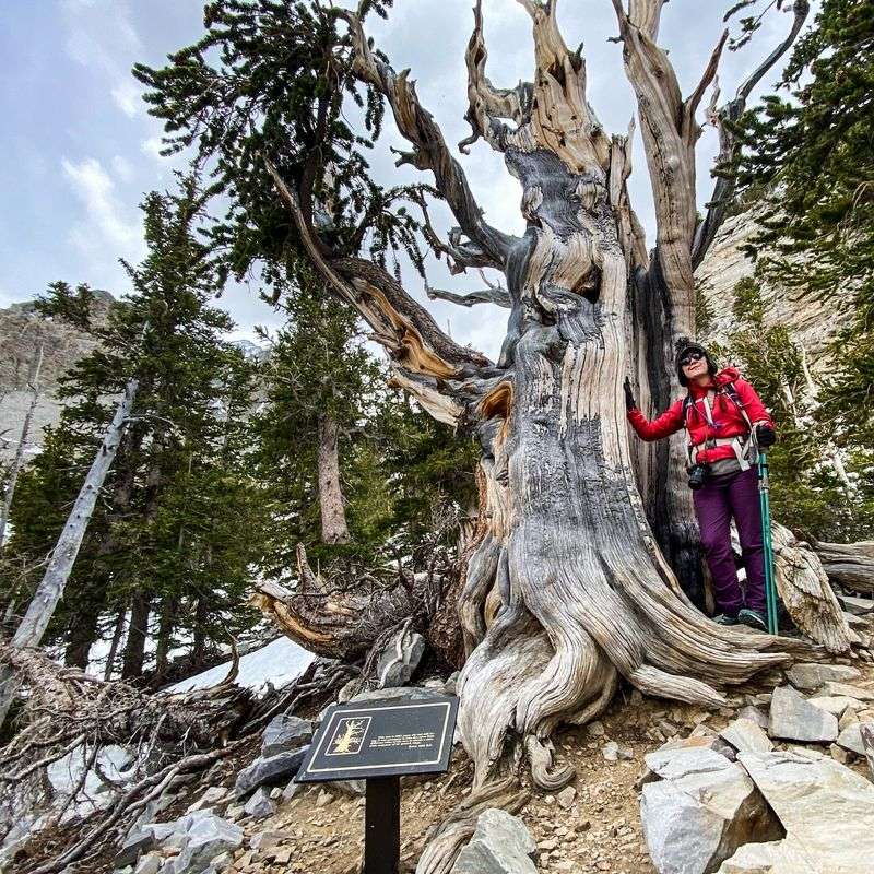 Great Basin National Park (NV)