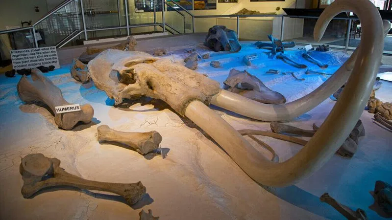 Humboldt Museum