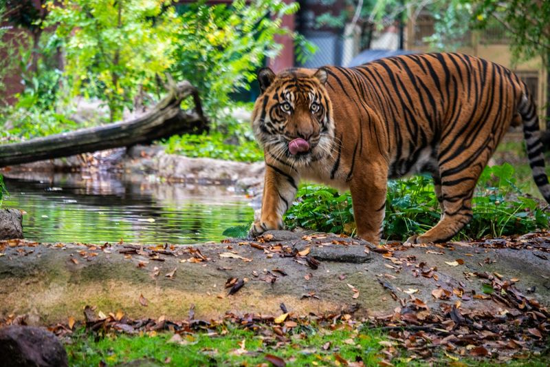 Tiger Habitat