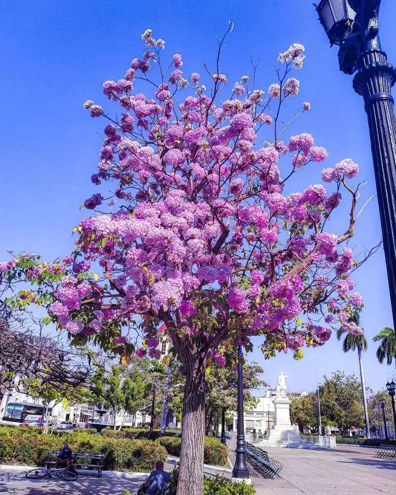 Jacaranda Trees Blooming in Spring