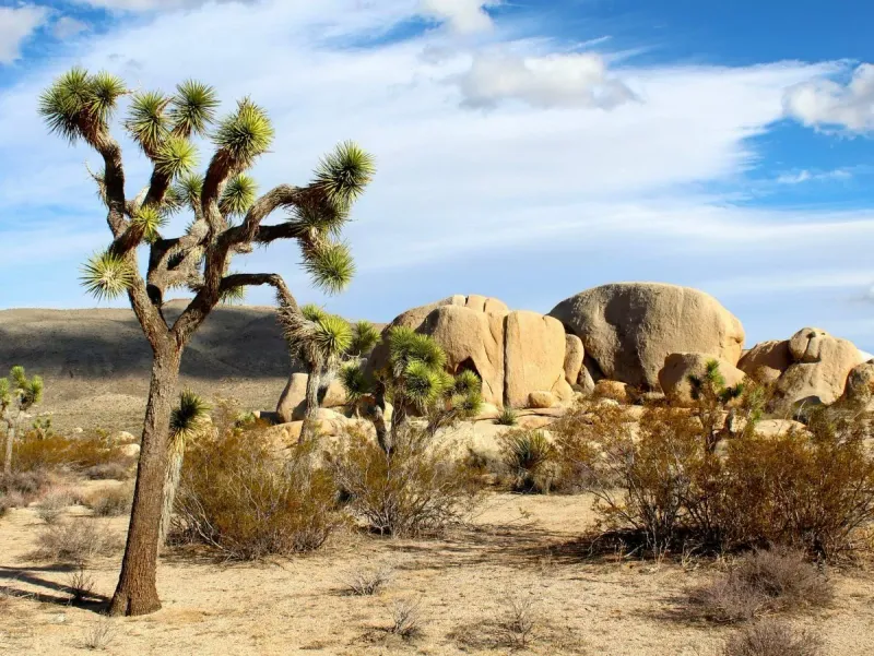 Utah Trail into Joshua Tree National Park