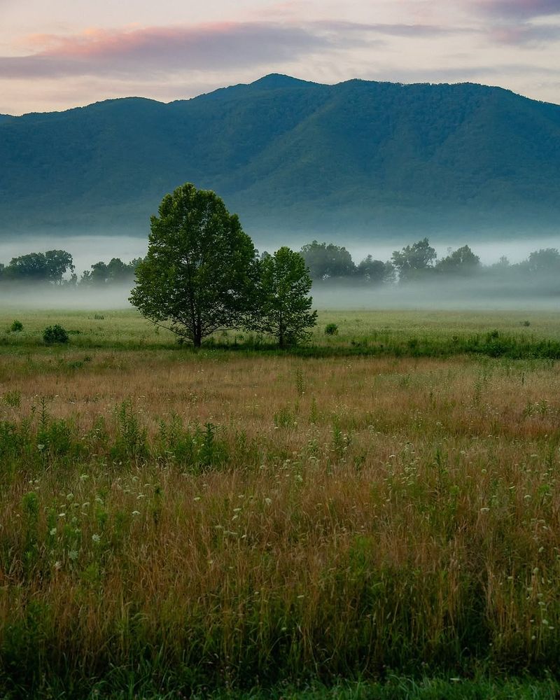 Wildflower Meadows in Cades Cove, Tennessee