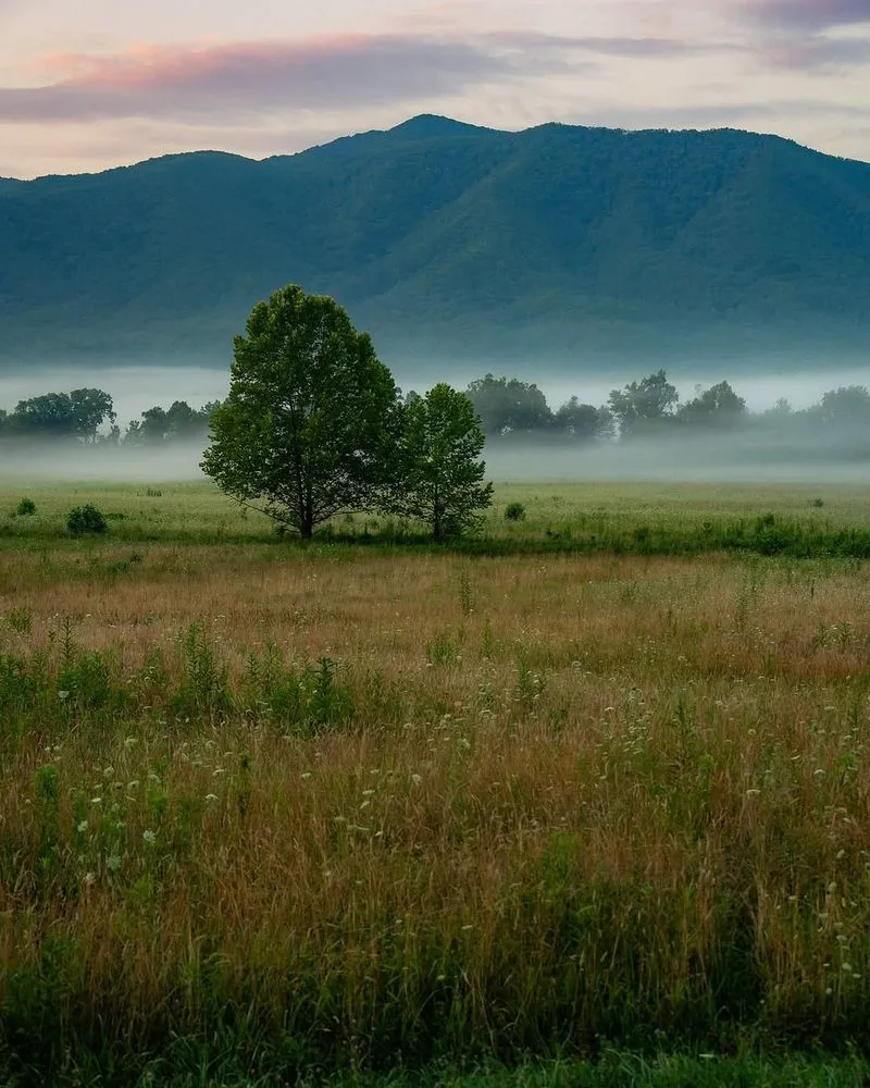 Wildflower Meadows in Cades Cove, Tennessee