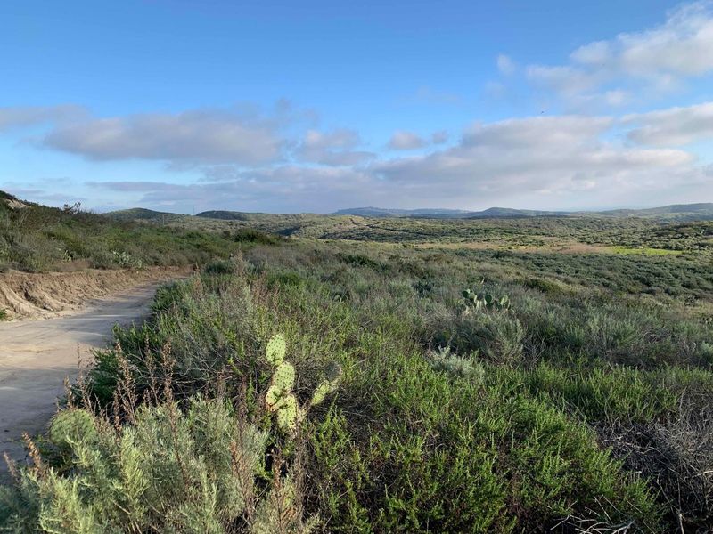 Native Coastal Sagebrush on Hillsides