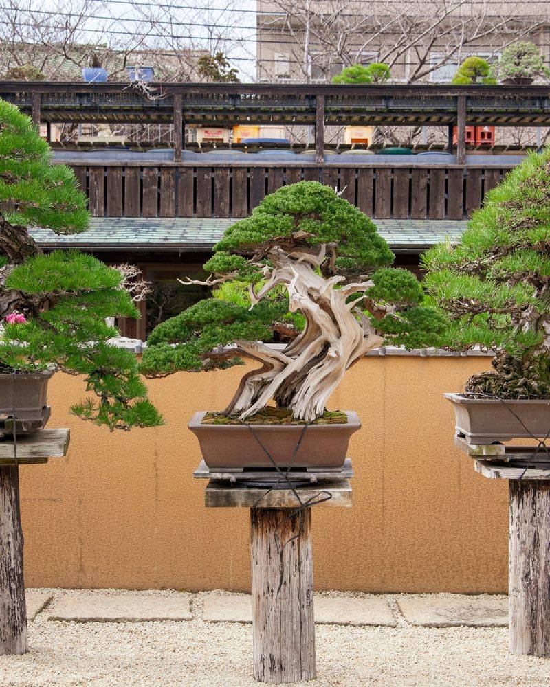 Bonsai Displays – Observe, Don’t Touch