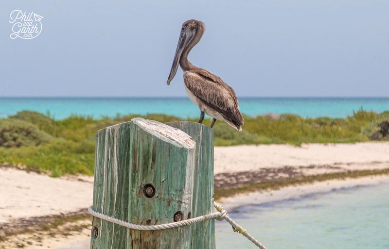 Birdwatch During Migration Season