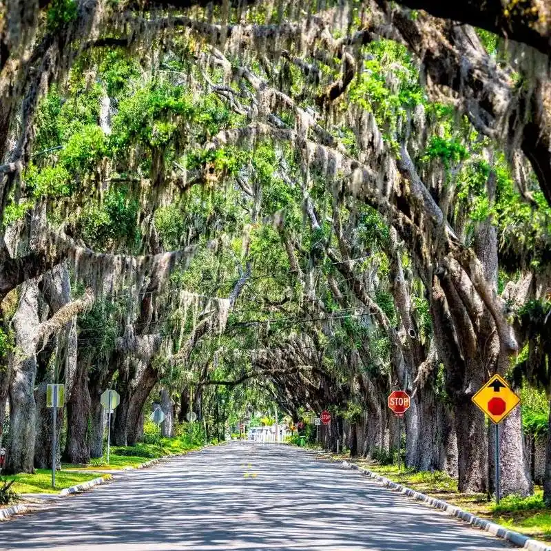 Live Oaks Draped in Spanish Moss by the Canals