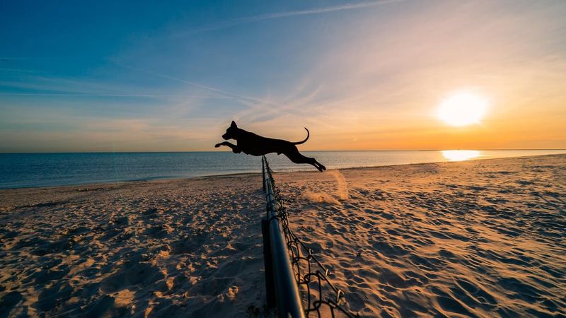 Montrose Dog Beach – Chicago, Illinois